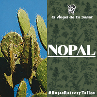La Raíz de Nopal también ayuda a mejorar la digestión, a la pérdida de peso, a reducir la inflamación y a acelerar el metabolismo.