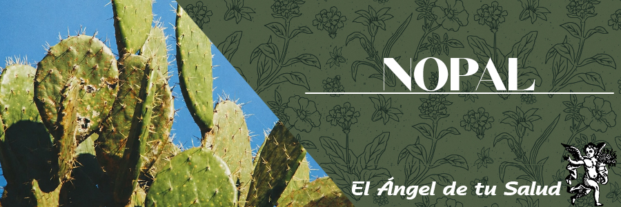 Hasta el día de hoy no hay efectos adversos documentados acerca del NOPAL ni se conocen efectos secundarios, pero si es útil para desinflamar, limpiar y fortalecer los pulmones.