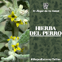 Esta planta Hierba del Perro es ampliamente utilizada para el tratamiento de la diarrea, el dolor de estómago (cólicos) y los trastornos gastrointestinales.