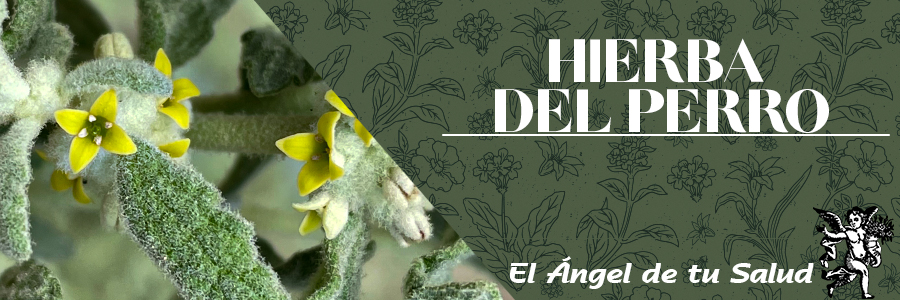 En personas de la tercera edad, mejora la digestión, elimina gases disminuye la inflamación y permite que se aprovechen los alimentos