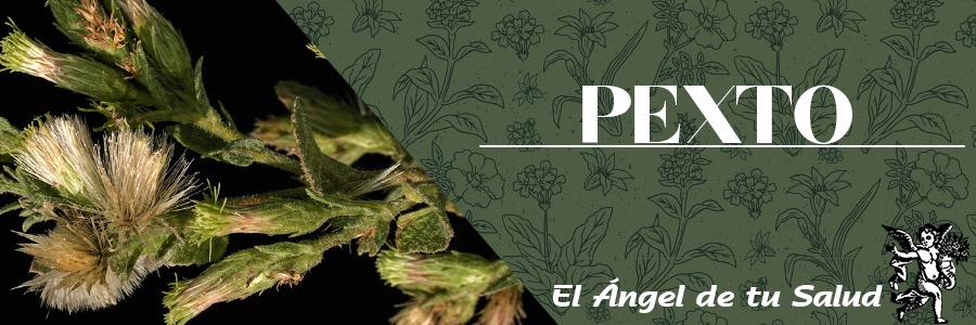 También se emplea el Pexto para el dolor de estómago y retorcijón, se hierve sólo una ramita porque es muy amargo y se toma como agua de tiempo. 