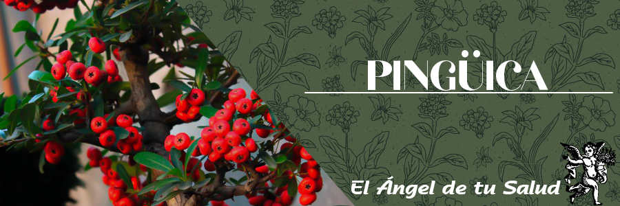 La decocción de las hojas, diuréticas, se recomienda en caso de cistitis, infecciones urinarias leves, cálculos urinarios y afecciones de la próstata.