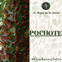 Muy bueno para quitar la inflamación en general, disminuir los tumores, apostemas o quistes, quita el dolor, elimina hemorroides, las desinflama realizando baños de asiento con el té y además tomando la infusión.