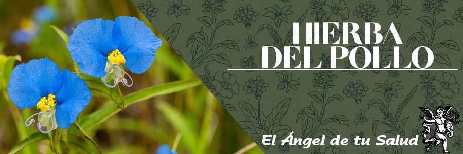 Esta planta tiene la propiedad de ser un hemostático enérgico, eficaz para suprimir todo tipo de hemorragias, tanto internas como externas.