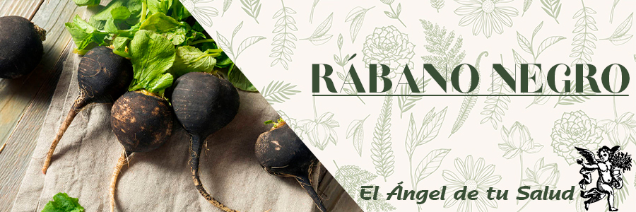 En afecciones del aparato respiratorio, en especial en los pulmones, se ingiere la raíz preparada en forma de ensalada con jugo de limón.