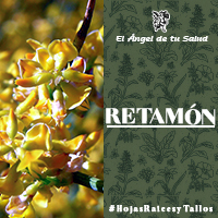 Se obtienen muy buenos resultados usando RETAMÓN en el tratamiento del reumatismo, ciática, gota y enfermedades similares, además de ser un buen normalizante de las funciones genitales femeninas.