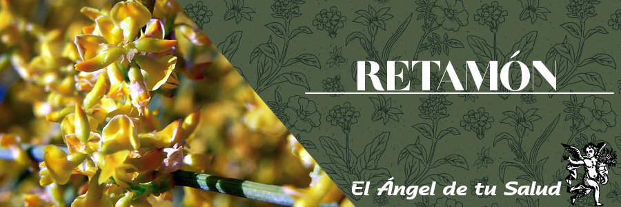 El Retamón se usa en caso de trastornos de la actividad cardíaca y de la circulación sanguínea, también se utiliza en la obstetricia y al mismo tiempo resulta ser altamente diurética.