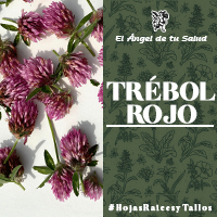 El Trébol Rojo fortalece los tejidos pélvicos, puede previene la incontinencia de orina o ayuda a curar de este trastorno, previene la vaginitis atrófica o ayuda a curarla.