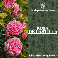 Otra de las utilidades reconocidas de la Rosa de Castilla, es la regulación del ciclo menstrual, calmando la tensión, además de ser una buena aliada para tratar los síntomas de la menopausia y la depresión post-parto.