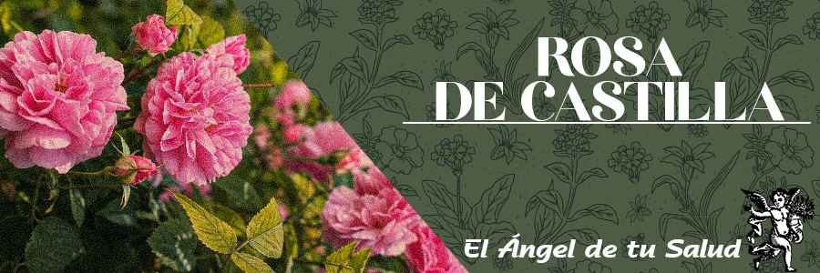 La Rosa de Castilla ha sido usada en la medicina tradicional china, como tratamiento para la menstruación irregular o dolorosa, así como en la inflamación de la tiroides.