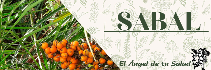 Su uso tradicional tiene una larga historia Los nativos norteamericanos lo empleaban para curar trastornos de las vías urinarias.