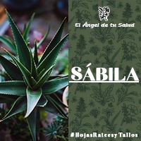  Las hojas tienen de 30 a 80 cm de longitud, usualmente en roseta y son muy suculentas y lanceoladas, amplexicaulas, envolventes por la base, de color verde grisáceo glauco, con el margen espinoso de color rojizo.