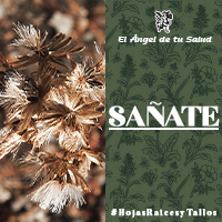 El Sañate, nos protege contra el efecto oxidativo que se produce a nivel celular, previniéndonos de la acumulación de placa en los vasos sanguíneos.