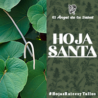 El té de Hoja Santa es un buen aliado para aliviar la tos y la congestión respiratoria, pues gracias a sus ingredientes puede ayudar a prevenir enfermedades respiratorias como asma.