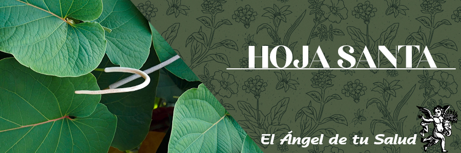Las hojas de esta planta Hoja Santa, se utilizan como emolientes, antirreumáticas, diaforéticas, diuréticas y estimulantes; con las que se realizan preparaciones farmacéuticas en forma de extractos y tinturas, y son administradas para aliviar las dolencias causadas por las enfermedades reumáticas.