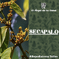 El Secapalo funciona como tratamiento para los cálculos en la vesícula y cólicos renales, evita la retención de líquidos, demás de ser un antiespasmódico natural que ayuda a aliviar enfermedades respiratorias diversas y el asma. 