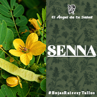 La suplementación con hojas de Senna puede inhibir la inflamación del hígado graso y la fibrosis, de manera que puede ser útil en el tratamiento de la esteatohepatitis no alcohólica.