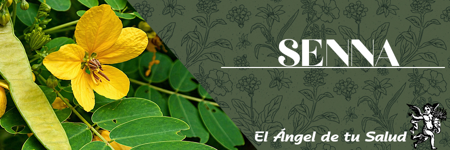 Las hojas de Senna aumenta la mucosidad en las paredes intestinales y la secreción de agua, lo que favorece el peristaltismo o motilidad intestinal. 