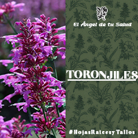 Se emplea el toronjil para reanimar a los desmayados, apaciguar el corazón desbocado, calmar los nervios, facilitar las digestiones difíciles en los ciertos estados nerviosos, contra todos los males llamados histéricos, las menstruaciones difíciles.