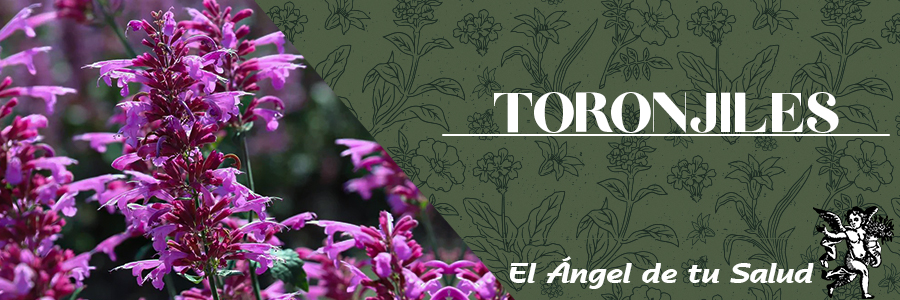 La infusión de las hojas y las flores sirve para aliviar los síntomas de los resfriados, la gripe e incluso la bronquitis, así como también para controlar la fiebre alta.