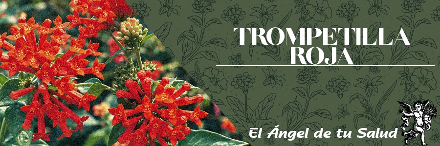 La Trompetilla Roja es una planta herbácea con forma de arbusto, que puede alcanzar un tamaño de hasta 2m de altura. Sus hojas son de forma lanceolada, sus flores de color rojizo en forma de trompeta y sus semillas tienen un tamaño de 2 a 3.5 mm de diámetro.