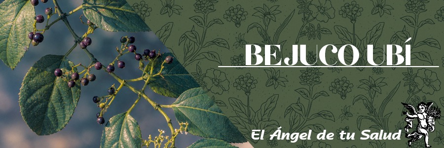 Planta trepadora, lampiña, a veces pubescente, con zarcillos; ramas articuladas; hojas sencillas, variables, oblongas a acorazonado-obtusas o aovadas, agudas a obtusas en el ápice.