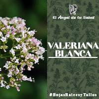 Esta planta Valeriana Blanca ha sido utilizada desde tiempos inmemoriales, por sus conocidas propiedades para tratar las afecciones del sistema nervioso por sus usos típicos son como sedante y tranquilizante.