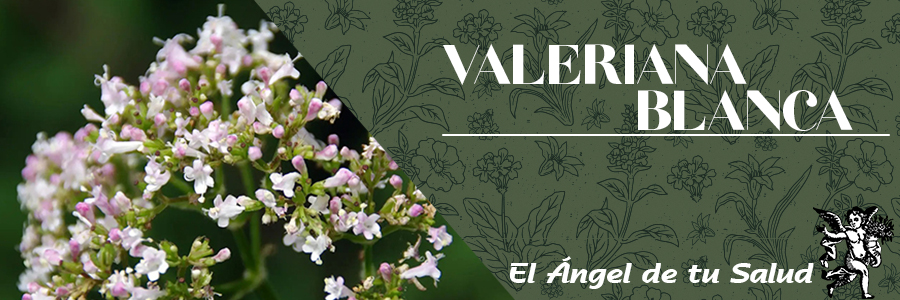 Los indios usan la Valeriana Blanca en cocimiento ligero, tomado en ayunas  “para los nervios”. No andan desencaminados, puesto que está demostrado que tiene propiedades antiespasmódicas bien conocidas. Contra la irritabilidad de los nervios, insomnios, pesadillas