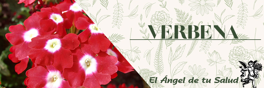 La Verbena ayuda a regularizar las menstruaciones, siendo eficaz en casos de dismenorrea.