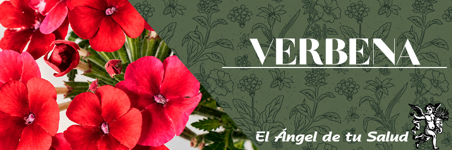 Planta herbácea perenne de tallos erectos, ramificados o simples, de sección cuadrangular, con cantos bien marcados, surco longitudinal en las caras, híspidos, con pelos, a veces subglabros en la base.