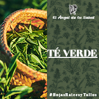 Los estudios epidemiológicos sobre la influencia del consumo de hoja de té en la reducción de riesgo en diferentes tipos de cáncer, osteoporosis y patologías cardiovasculares.