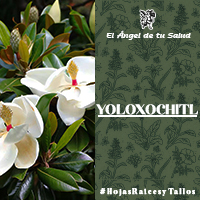 Las flores se usan como antiespasmódicas. También se han utilizado para corregir el vientre, reconfortar el corazón y combatir la esterilidad.