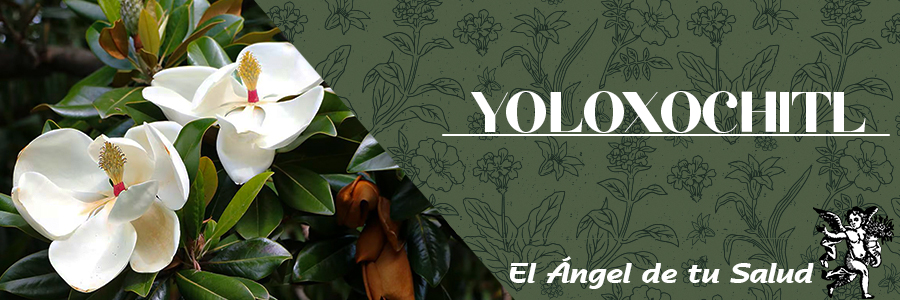 Se emplea como remedio de males cardiacos. Según estudios farmacológicos, la planta aumenta la fuerza de las contracciones y el tono muscular del corazón. 