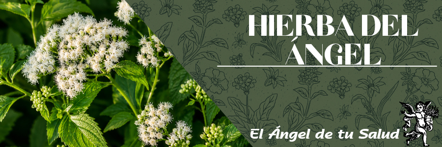 La Hierba del Ángel tiene varios usos interno para tratamiento de enfermedades gastrointestinales, trastornos renales, pero para vía tópica ayuda a dolores, golpes, heridas e inflamaciones